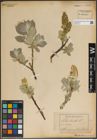 Foto von Salix lanata L.
